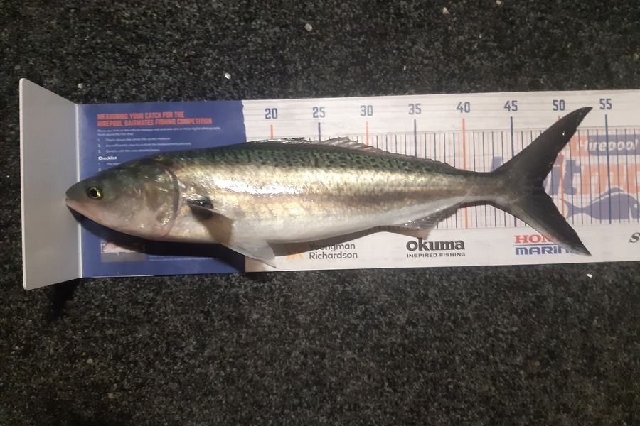 Marco Barnao  caught this 48.0cm Kahawai at Kerikeri inlet  during The Hirepool Baitmates Fishing Comp