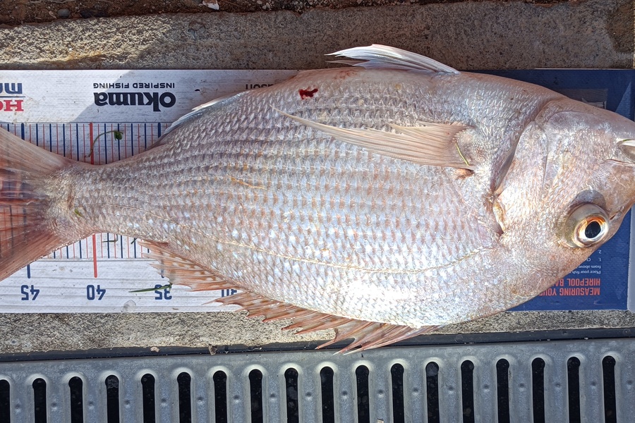Chris La Franchie caught this 47.0cm Snapper at Kawhia harbour during The Hirepool Baitmates Fishing Comp