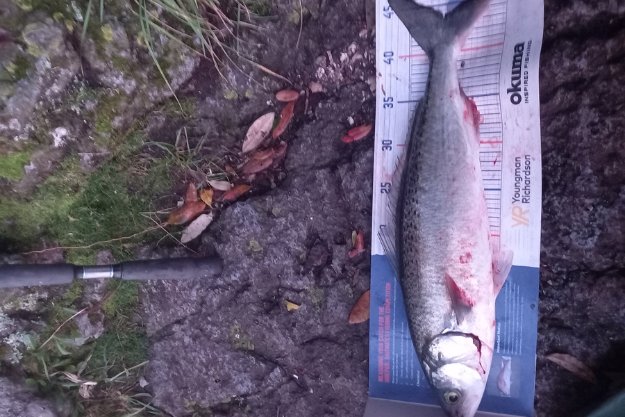 Radar Coxhead caught this 43.5cm Kahawai at Bowentown entrance  during The Hirepool Baitmates Fishing Comp