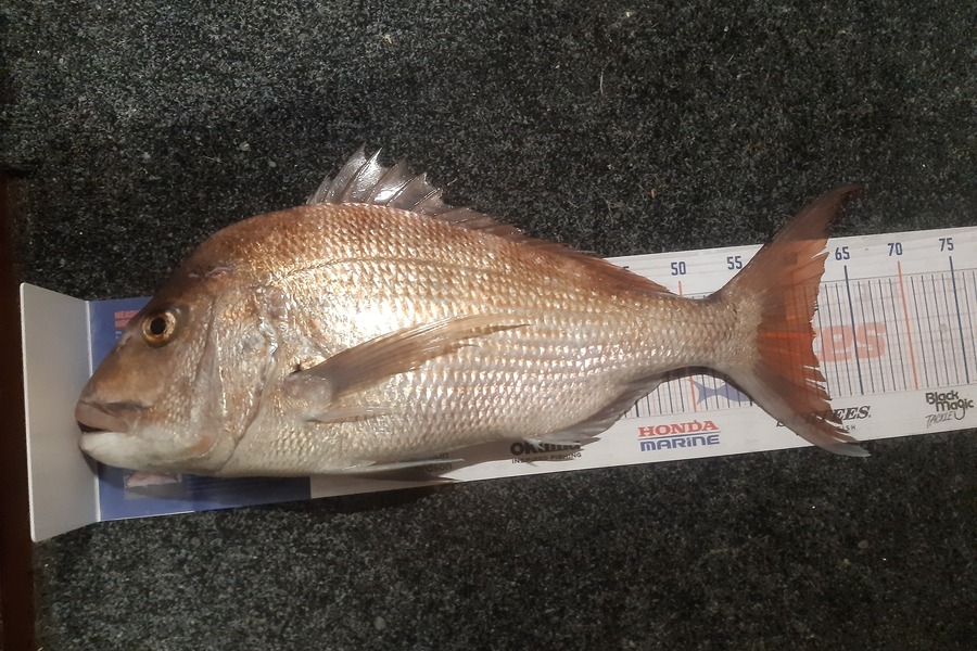Marco Barnao  caught this 61.0cm Snapper at Kerikeri inlet  during The Hirepool Baitmates Fishing Comp