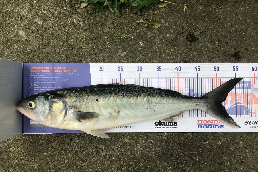 Andrew Rameka caught this 51.0cm Kahawai at Wellington during The Hirepool Baitmates Fishing Comp