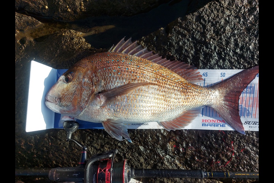 Troy Rae-Royle caught this 55.0cm Snapper at Tawharanui  during The Hirepool Baitmates Fishing Comp