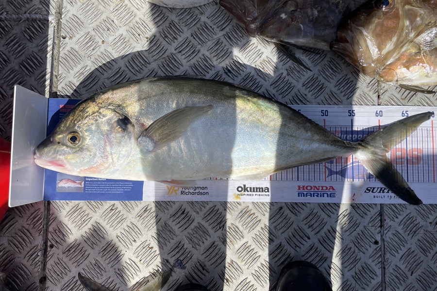 Cho Yun caught this 61.0cm Trevally at Bream bay during The Hirepool Baitmates Fishing Comp
