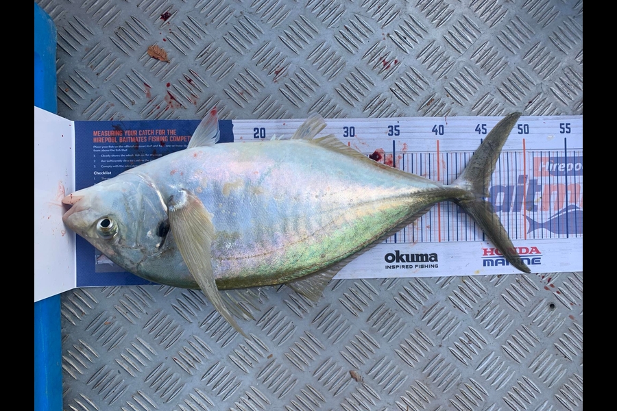 Dean Goodwin caught this 45.5cm Trevally at Coroglen river during The Hirepool Baitmates Fishing Comp