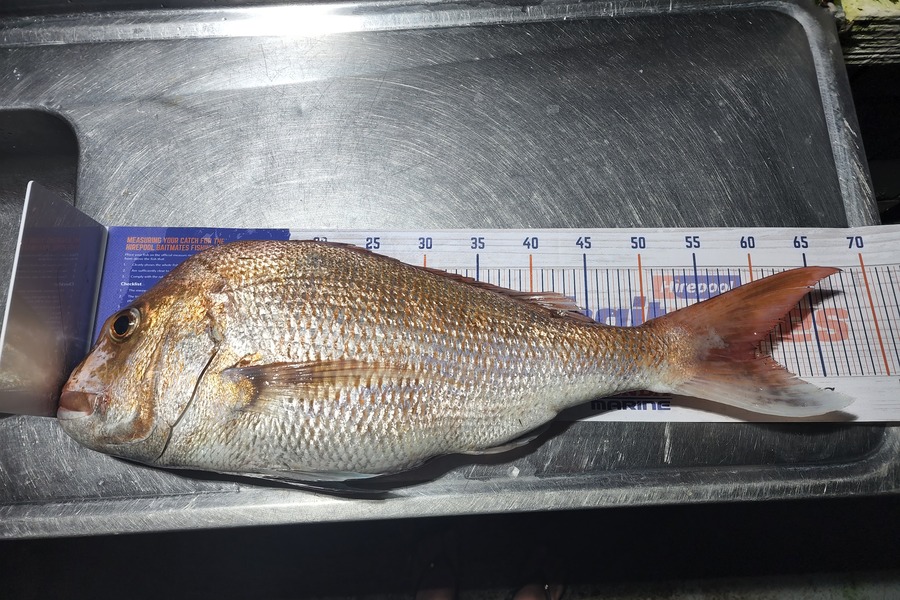 Caleb Armstrong caught this 60.0cm Snapper at Papa Aroha during The Hirepool Baitmates Fishing Comp