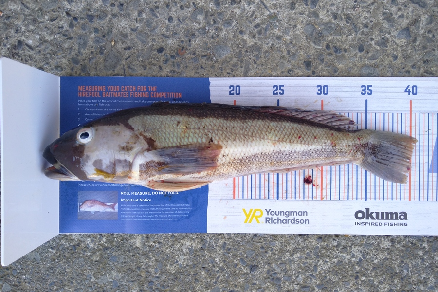 Luke Bryant  caught this 40.0cm Blue Cod at Makara during The Hirepool Baitmates Fishing Comp
