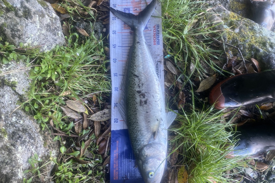 Cameron Coxhead caught this 55.5cm Kahawai at Bowentown entrance during The Hirepool Baitmates Fishing Comp