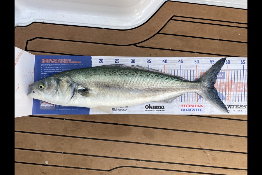 Frank Williams caught this 55.0cm Kahawai at Firth of Thames during The Hirepool Baitmates Fishing Comp