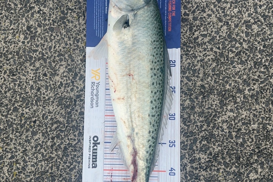 Dion Edmonds caught this 49.0cm Kahawai at Tauranga  during The Hirepool Baitmates Fishing Comp