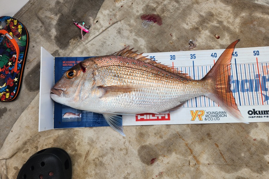 Jack Gray caught this 43.0cm Snapper at Tairua during The Hirepool Baitmates Fishing Comp