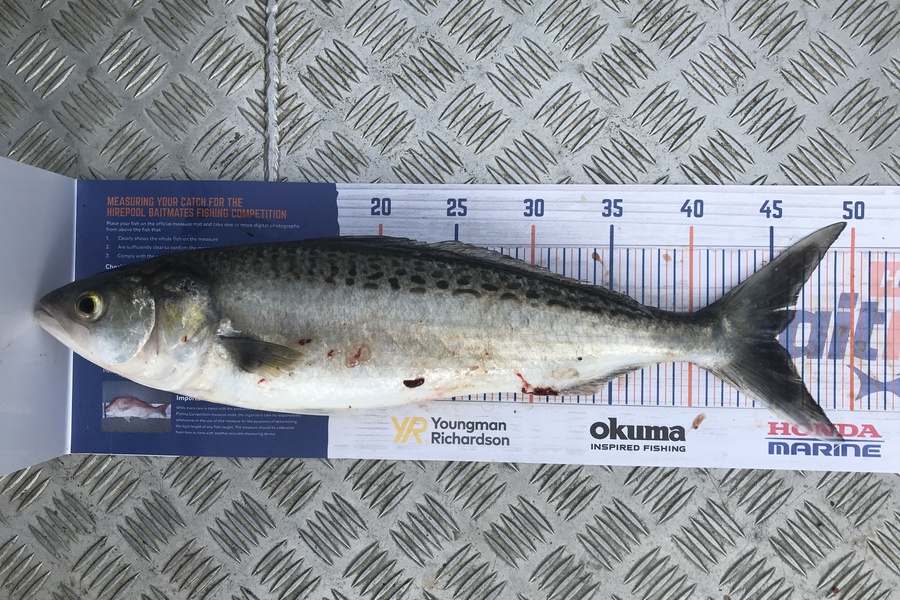 Kraig Steiner caught this 45.0cm Kahawai at Kaipara during The Hirepool Baitmates Fishing Comp