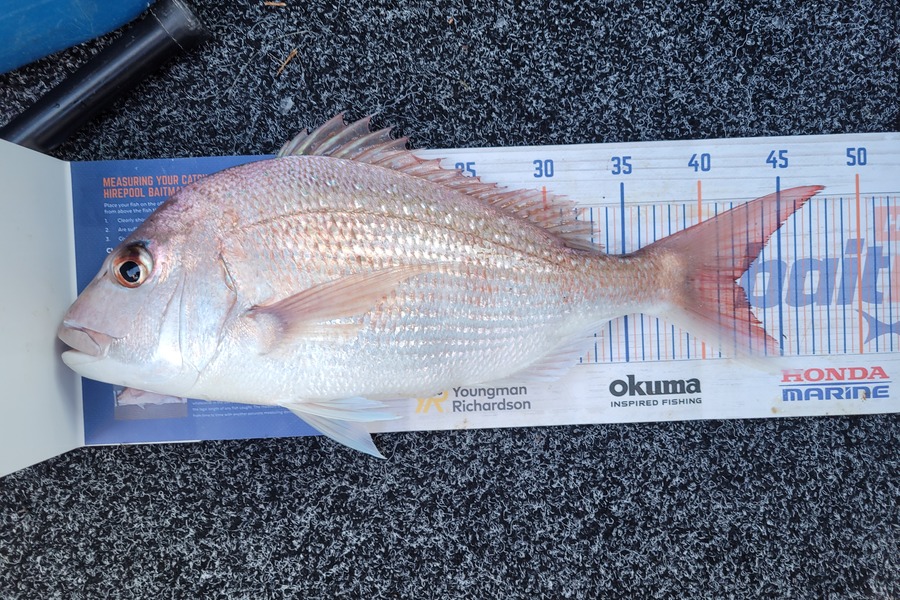 Ashley Rippon caught this 42.0cm Snapper at Bay of plenty during The Hirepool Baitmates Fishing Comp