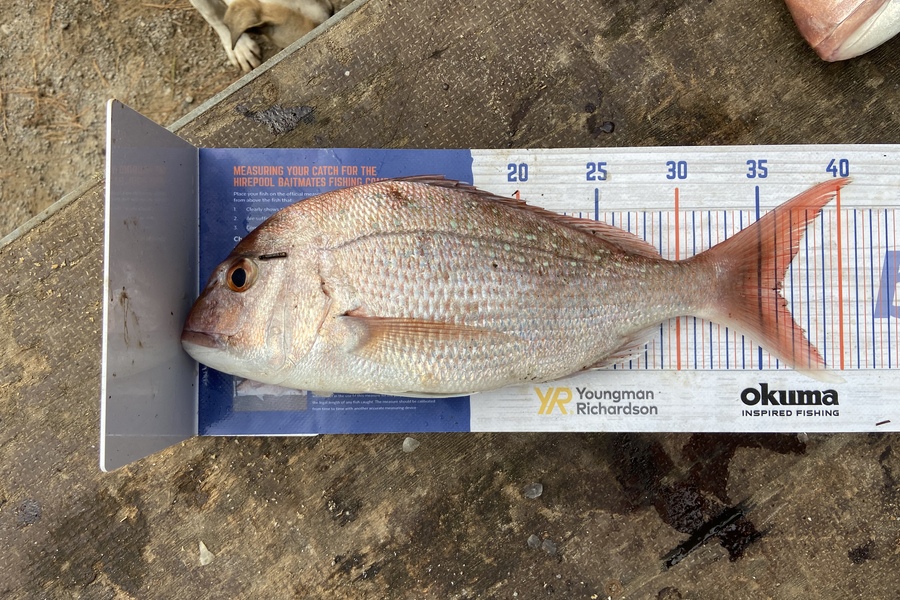 Daniel Dawson caught this 36.0cm Snapper at Tauranga  during The Hirepool Baitmates Fishing Comp