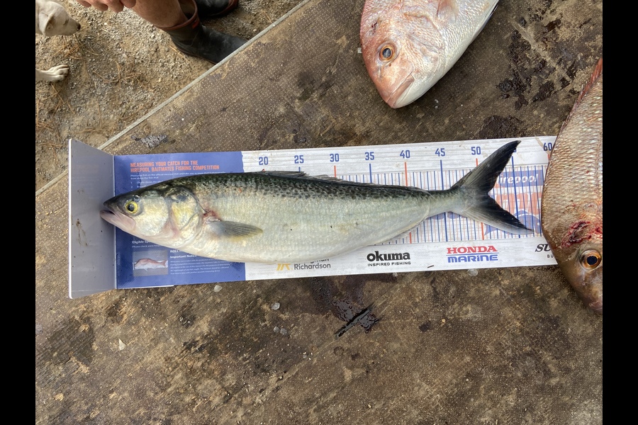 Daniel Dawson caught this 51.0cm Kahawai at Tauranga  during The Hirepool Baitmates Fishing Comp