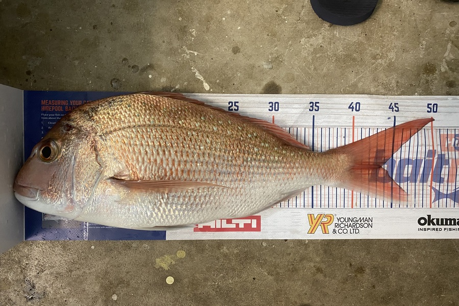 Elliot Gordon caught this 43cm Snapper at Tauranga during The Hirepool Baitmates Fishing Comp