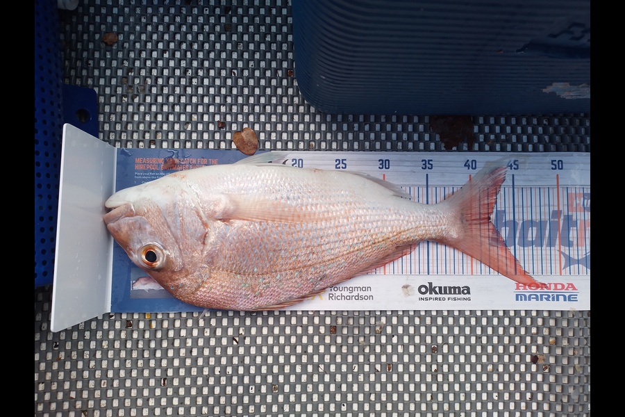 Phillip Te Pou caught this 42.0cm Snapper at Firth of thames during The Hirepool Baitmates Fishing Comp
