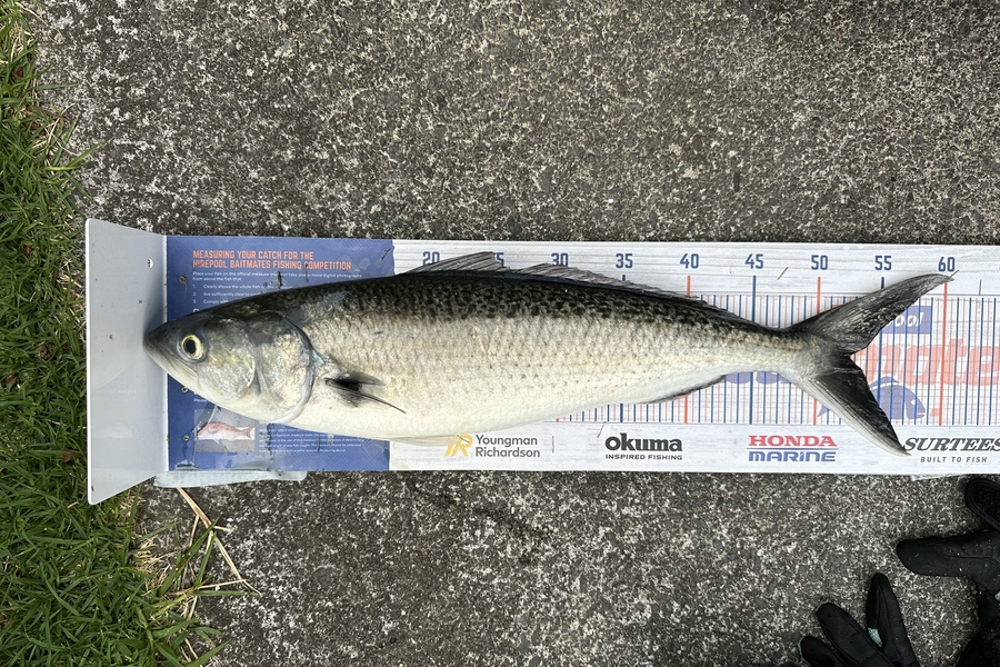 Andy Hitchcock caught this 52.5cm Kahawai at Wenderholm  during The Hirepool Baitmates Fishing Comp