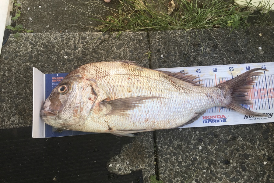 Tony Dodson caught this 58.0cm Snapper at Omaio  during The Hirepool Baitmates Fishing Comp