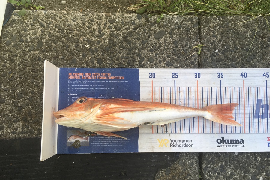 Tony Dodson caught this 37cm Gurnard at Omaio  during The Hirepool Baitmates Fishing Comp