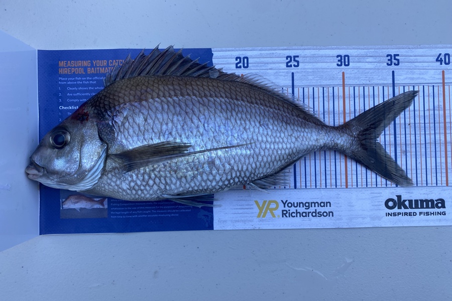 Johnny Huynen caught this 33.0cm Tarakihi at Mana during The Hirepool Baitmates Fishing Comp