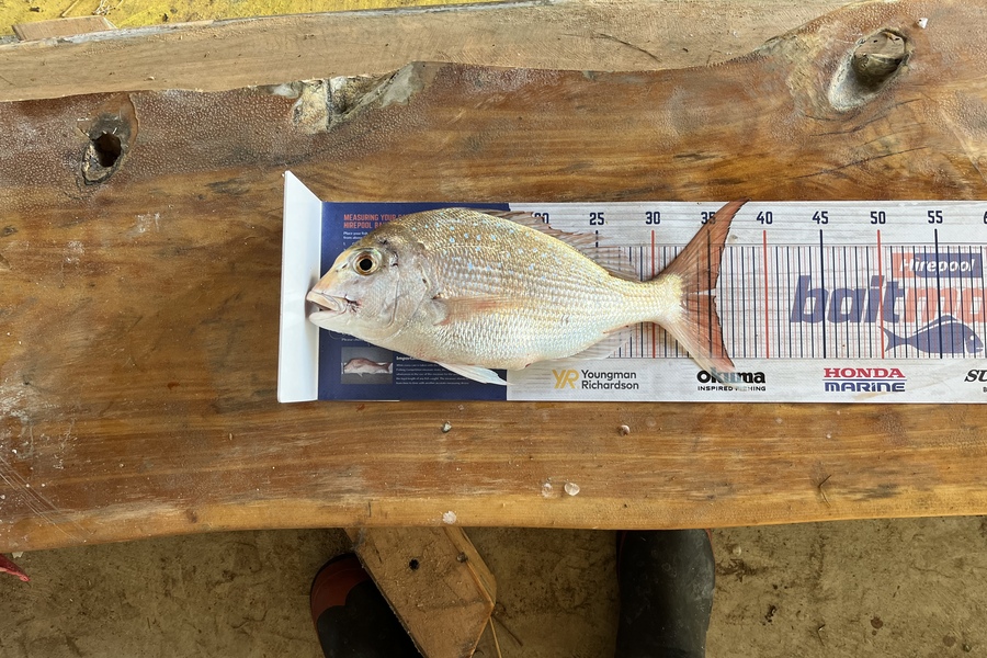 David Hayman caught this 35.5cm Snapper at New Plymouth  during The Hirepool Baitmates Fishing Comp