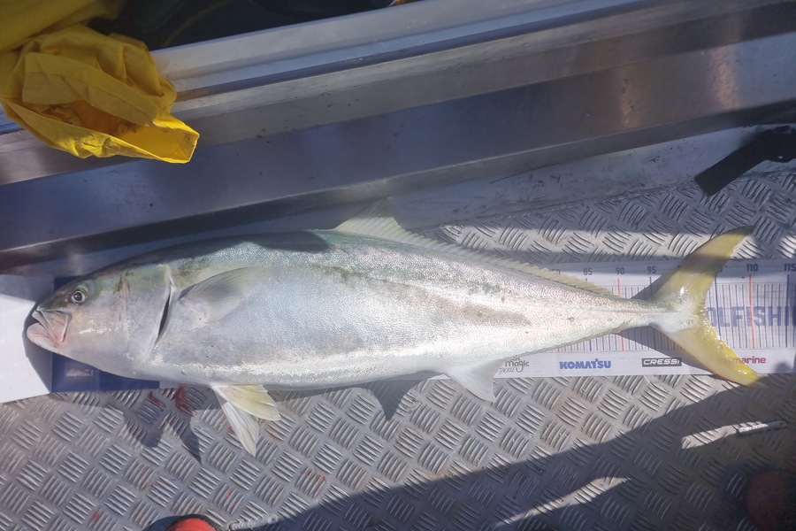 Matthew Grantham caught this 103.5cm Kingfish at Kapiti during The Hirepool Baitmates Fishing Comp