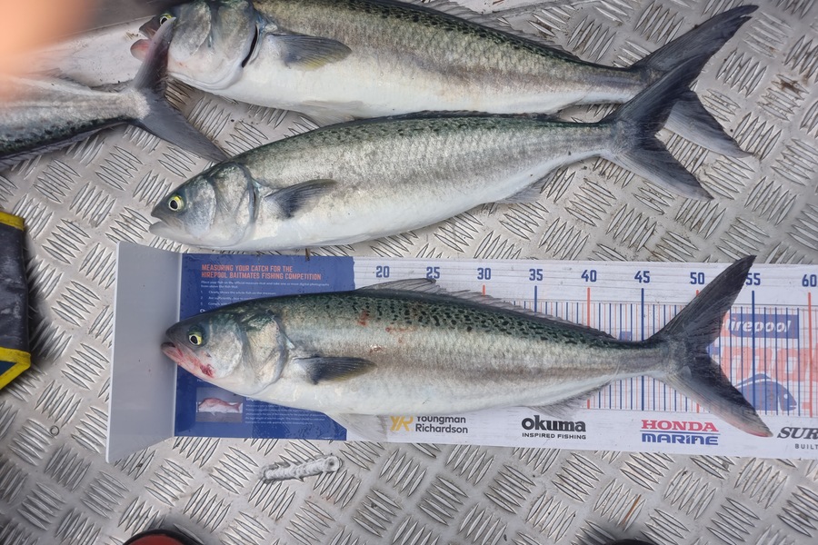 Matthew Grantham caught this 50.5cm Kahawai at Kapiti during The Hirepool Baitmates Fishing Comp