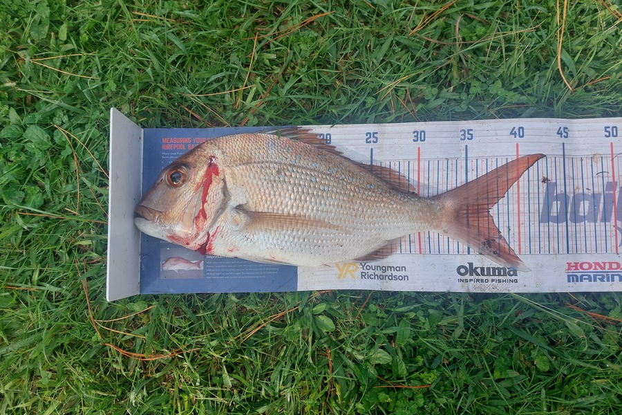 Trevor Hopson caught this 37.0cm Snapper at Kennedy-bay  during The Hirepool Baitmates Fishing Comp