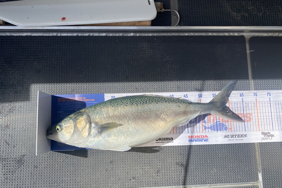 Shaun Kitching caught this 58.5cm Kahawai at Hawke’s Bay  during The Hirepool Baitmates Fishing Comp