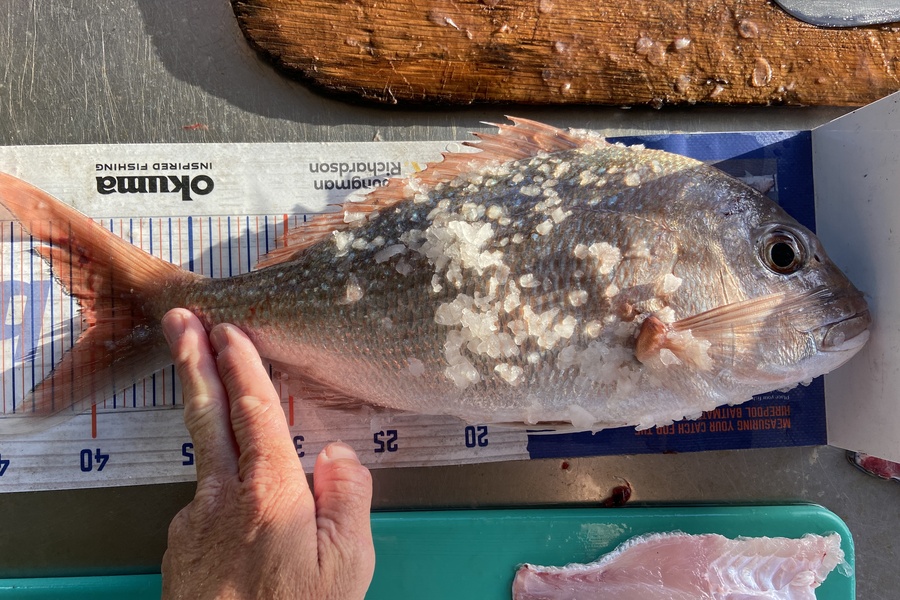 Cain Manley caught this 40.0cm Snapper at Bowentown during The Hirepool Baitmates Fishing Comp