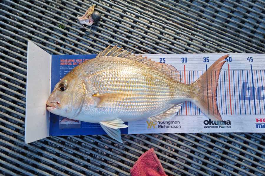 Angel Emtage caught this 37.0cm Snapper at Kaipara Harbour during The Hirepool Baitmates Fishing Comp