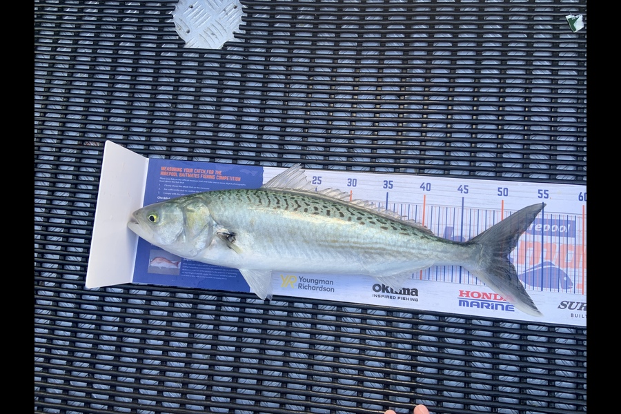 Shannon Van Niekerk caught this 50.5cm Kahawai at Whakatane  during The Hirepool Baitmates Fishing Comp