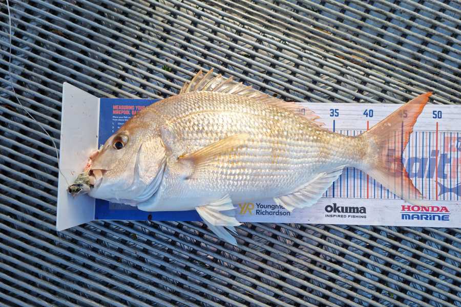 Clinton Emtage caught this 45.0cm Snapper at Kaipara harbour during The Hirepool Baitmates Fishing Comp