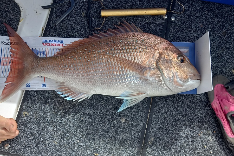 Jenny Bailey caught this 61.5cm Snapper at Kawhia  during The Hirepool Baitmates Fishing Comp