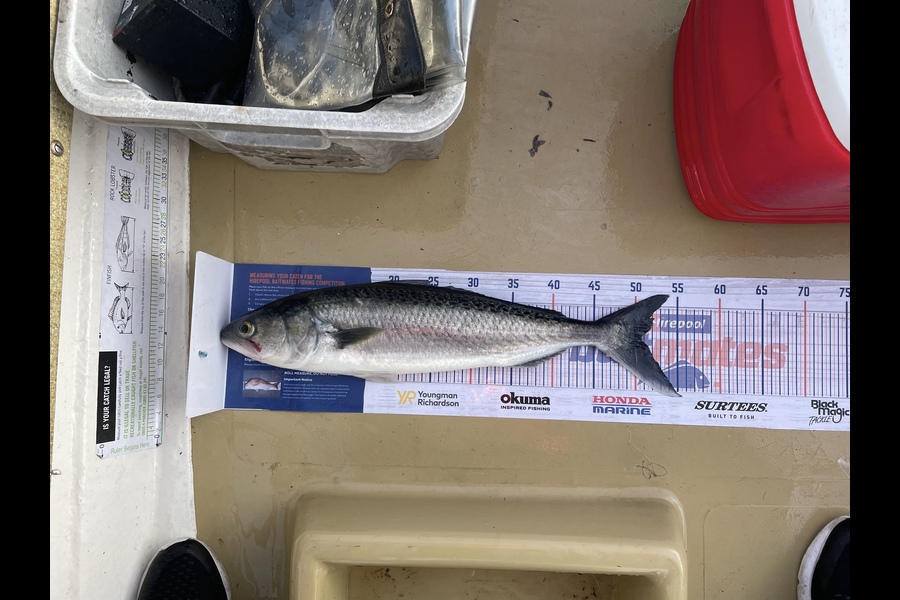 Lee Paetai caught this 50.5cm Kahawai at Firth of Thames  during The Hirepool Baitmates Fishing Comp