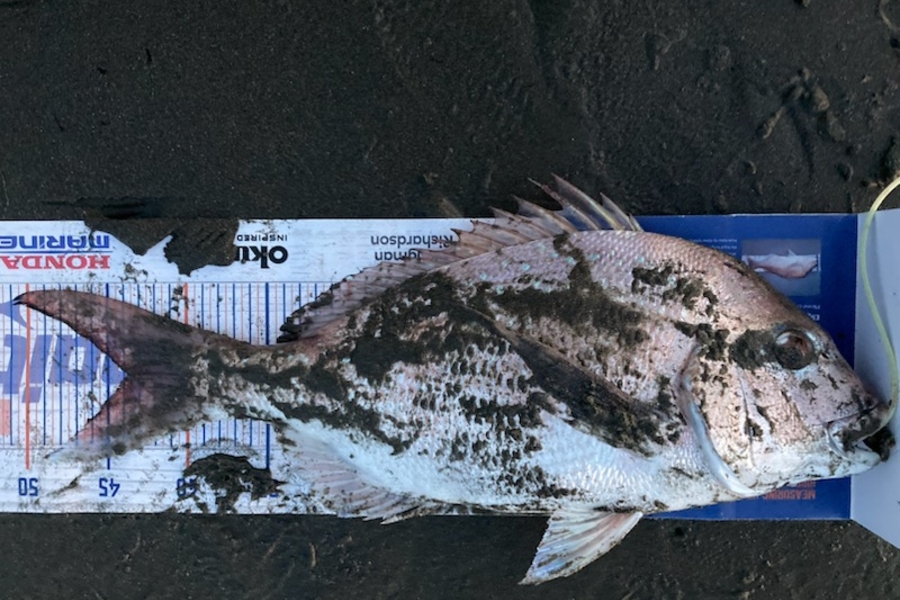 Viv Radich caught this 43.5cm Snapper at Manawatu  during The Hirepool Baitmates Fishing Comp