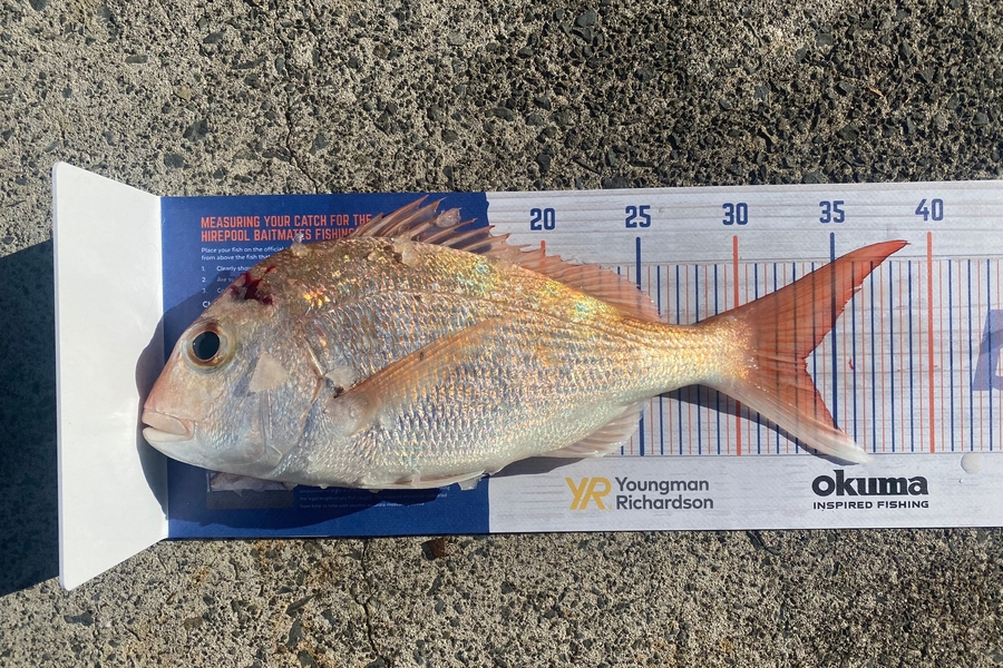 Brody de Beer caught this 33.5cm Snapper at Hauraki during The Hirepool Baitmates Fishing Comp