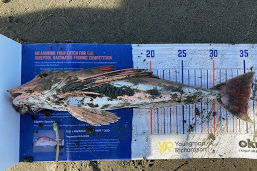 Viv Radich caught this 35.0cm Gurnard at Manawatu  during The Hirepool Baitmates Fishing Comp