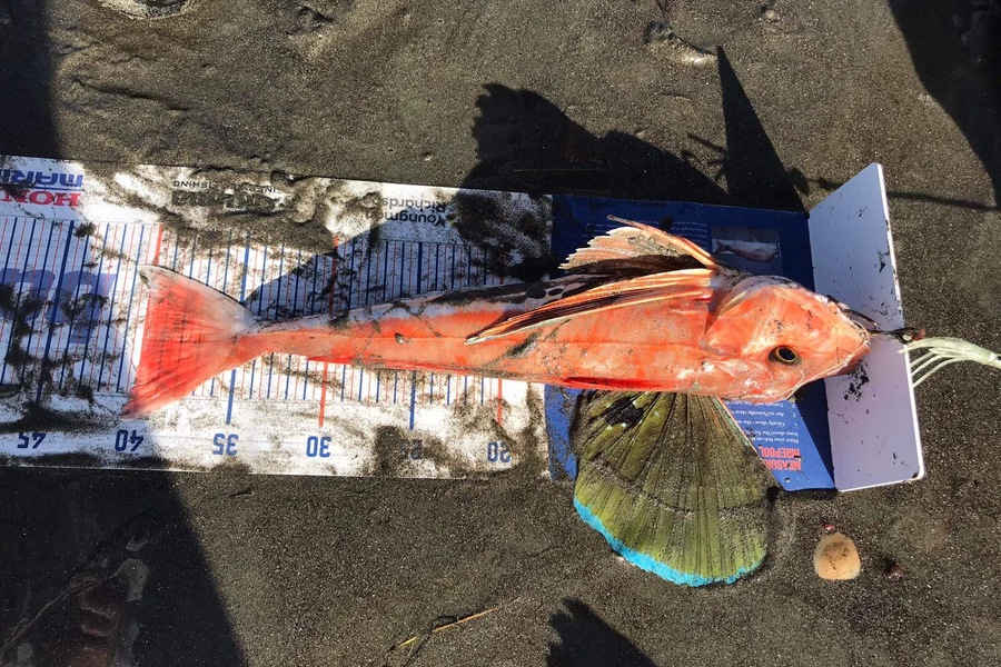 Viv Radich caught this 40.0cm Gurnard at Manawatu  during The Hirepool Baitmates Fishing Comp