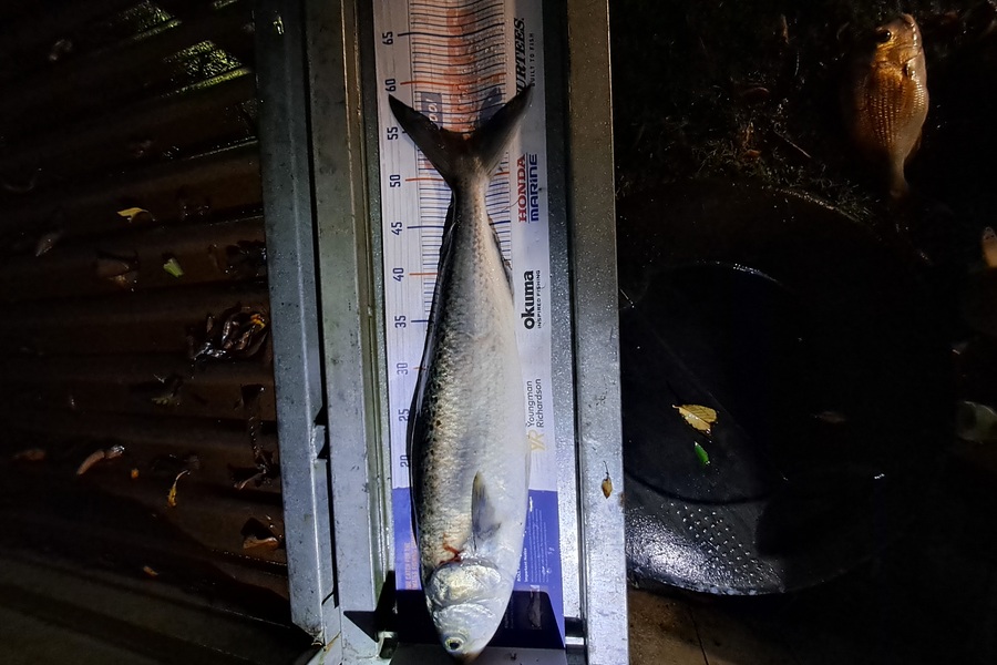 Scott Overington caught this 54.0cm Kahawai at Kaiaua during The Hirepool Baitmates Fishing Comp