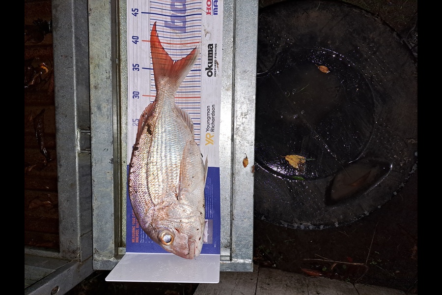Scott Overington caught this 37.0cm Snapper at Kaiaua during The Hirepool Baitmates Fishing Comp