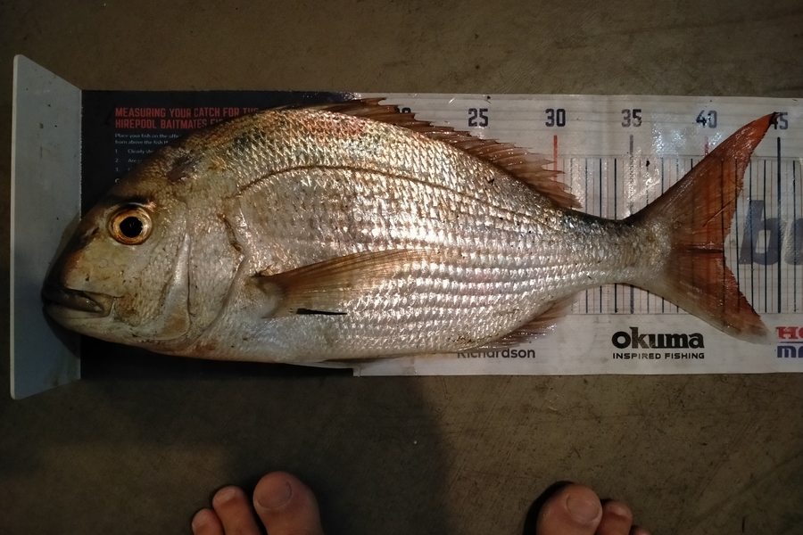 Andrew Cornelder caught this 41.0cm Snapper at Tauranga  during The Hirepool Baitmates Fishing Comp