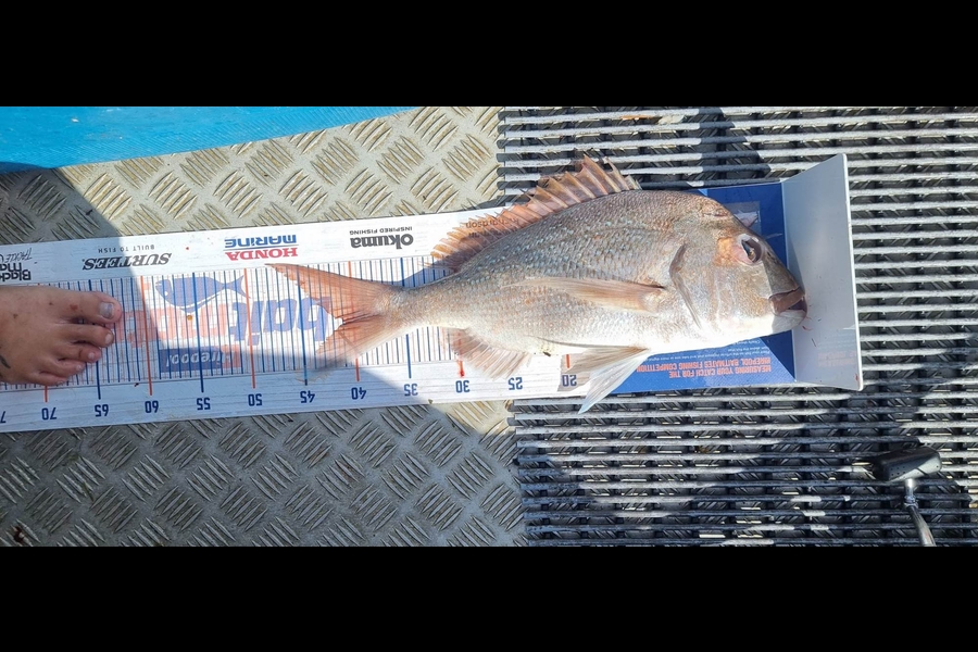 Jessica Francis caught this 40.5cm Snapper at Pukenui  during The Hirepool Baitmates Fishing Comp
