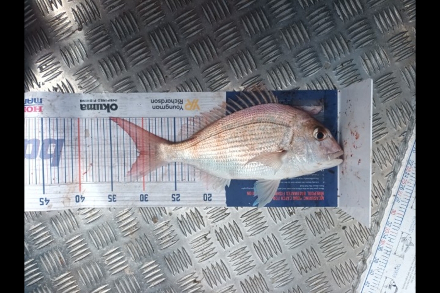 Alex O'Dwyer caught this 30.5cm Snapper at Mount mauganui during The Hirepool Baitmates Fishing Comp