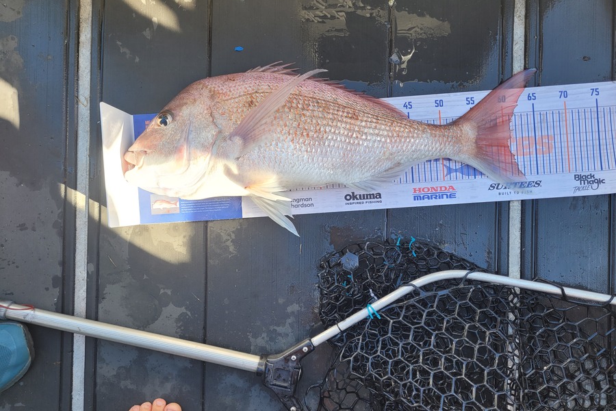 Andrew Church caught this 60.5cm Snapper at Tauranga during The Hirepool Baitmates Fishing Comp