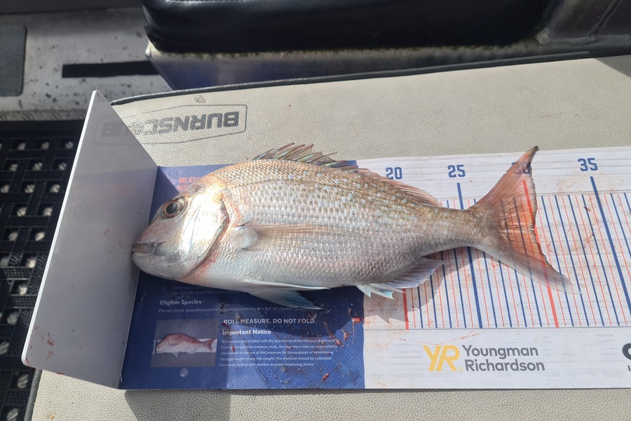 David Kovacs caught this 30.0cm Snapper at Wellington harbor  during The Hirepool Baitmates Fishing Comp