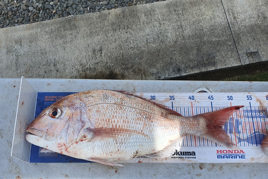Taku Burke caught this 46.5cm Snapper at White cliff during The Hirepool Baitmates Fishing Comp