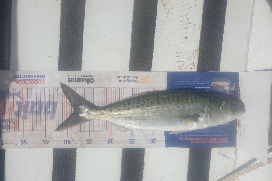 karl scholtens caught this 38.0cm Kahawai at great barrier island during The Hirepool Baitmates Fishing Comp