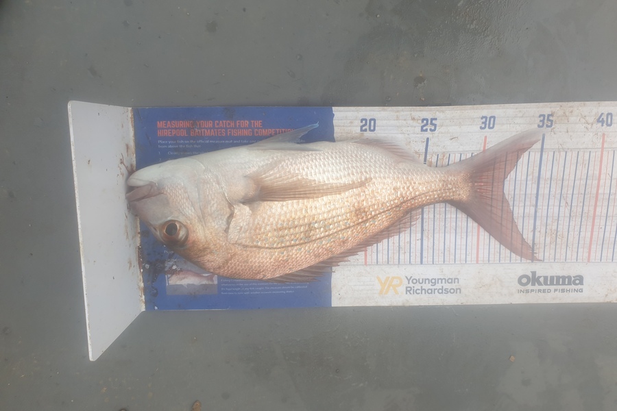 karl scholtens caught this 32.0cm Snapper at great barrier island during The Hirepool Baitmates Fishing Comp