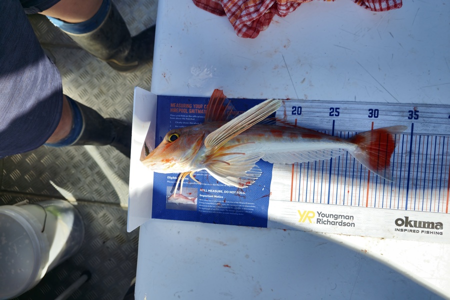Amal Soman caught this 32.5cm Gurnard at Hauraki Gulf during The Hirepool Baitmates Fishing Comp